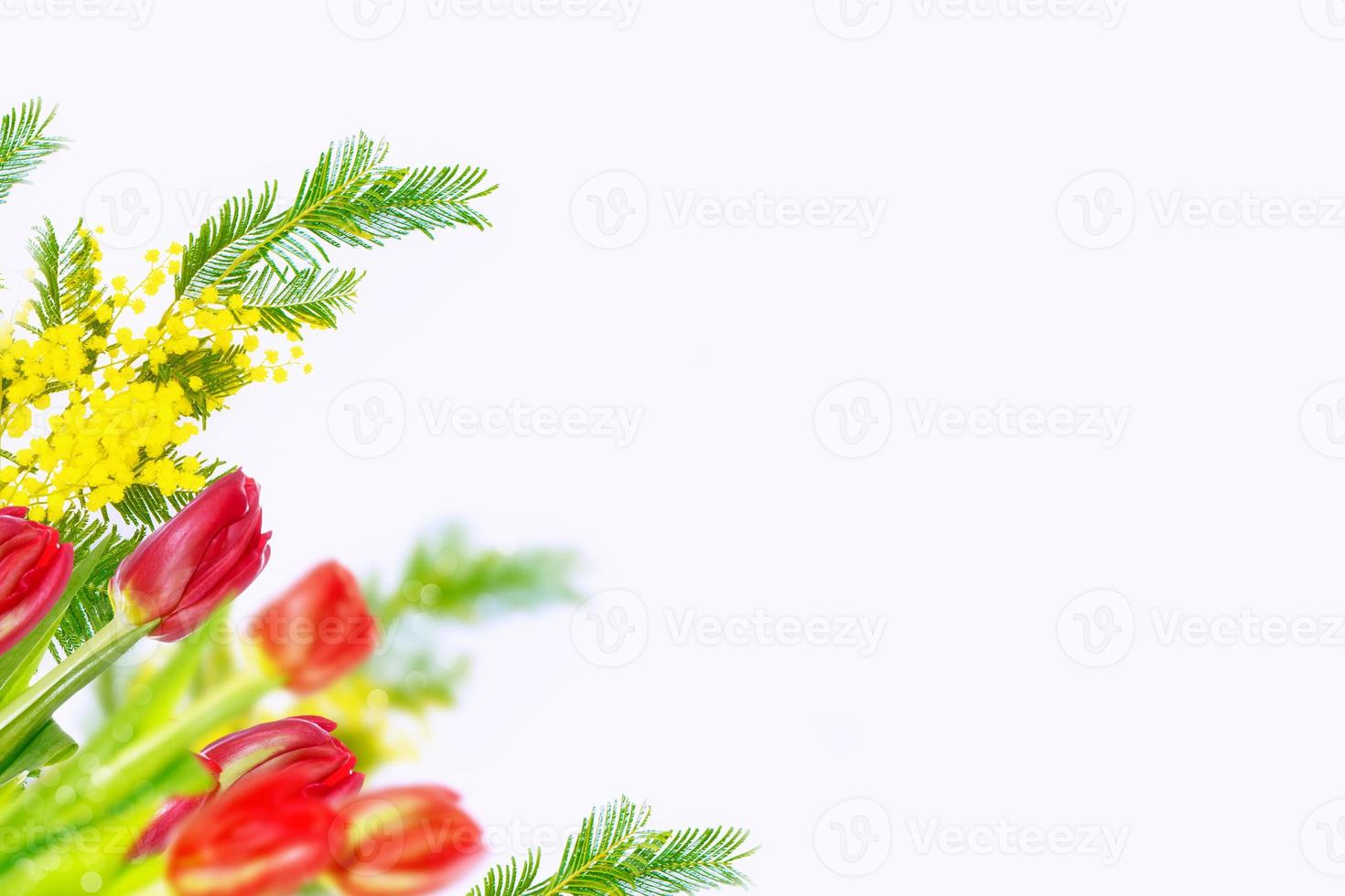 spring flowers tulips photo