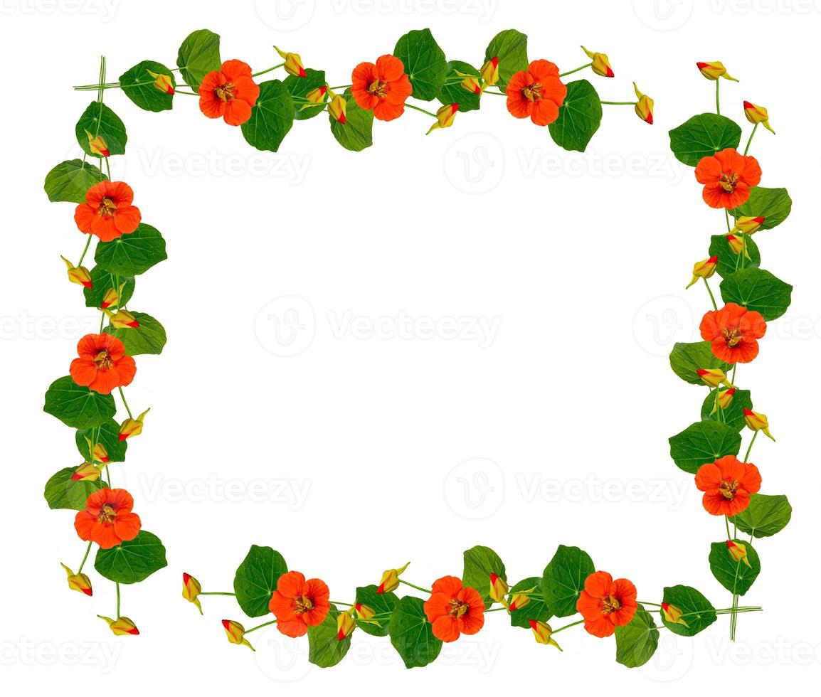 Autumn nasturtium flowers isolated on white background. photo