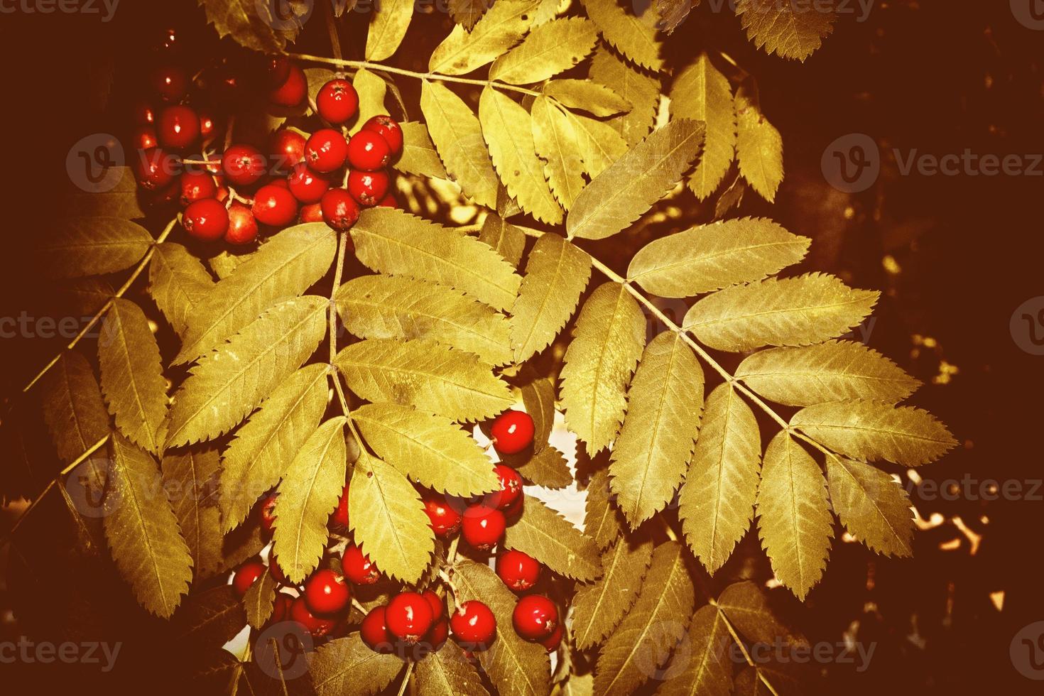 Rowan berries, Sorbus aucuparia, tree mountain ash. photo