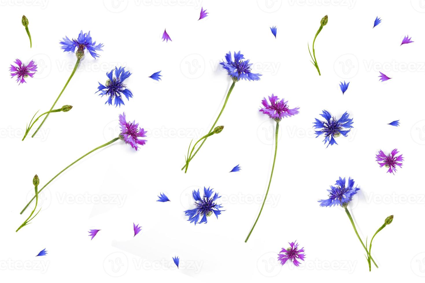 Wild flower cornflower photo