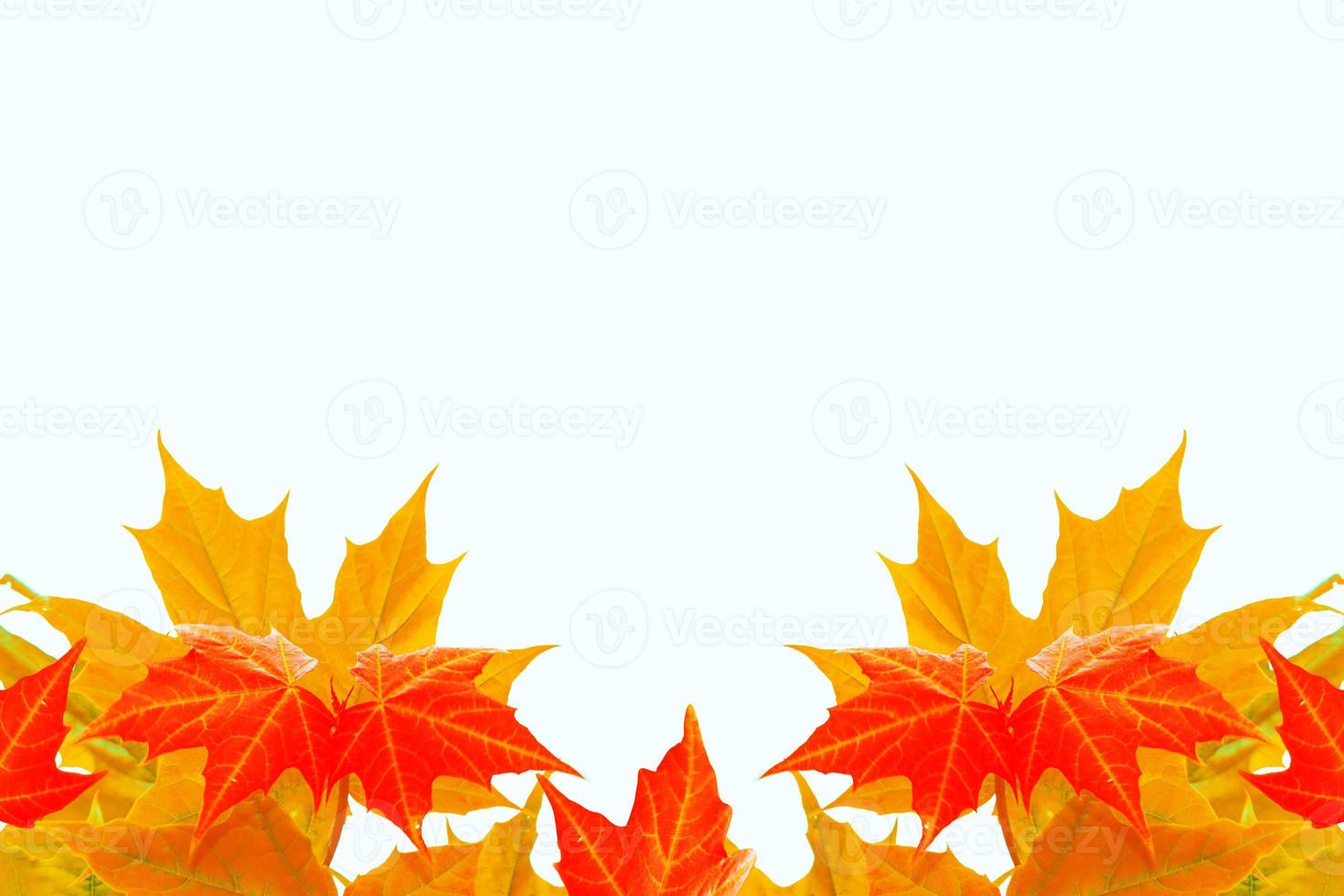 Bright colorful autumn leaves photo