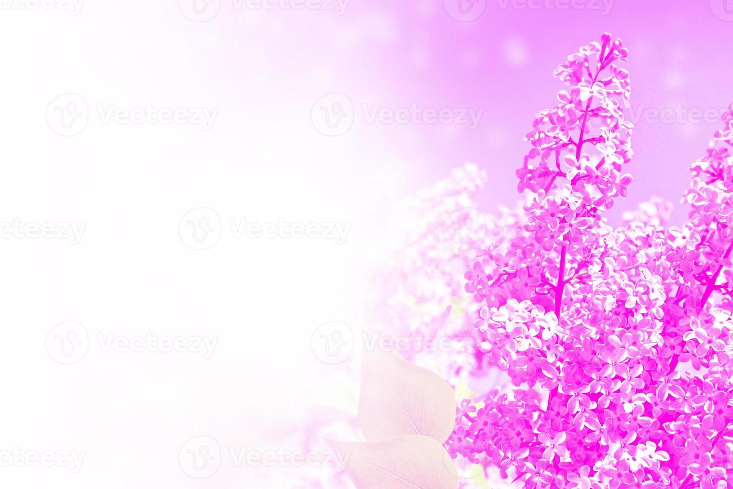 Lilac branch on a background of blue sky with clouds photo