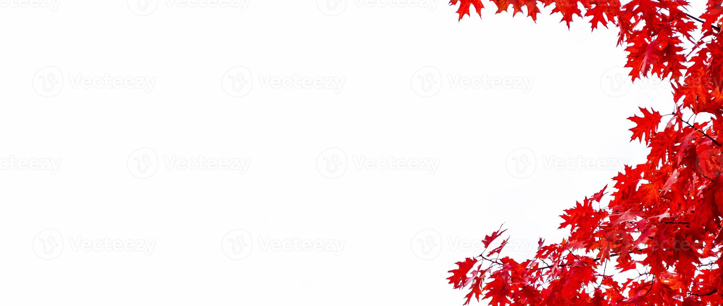 Bright colorful autumn leaves photo