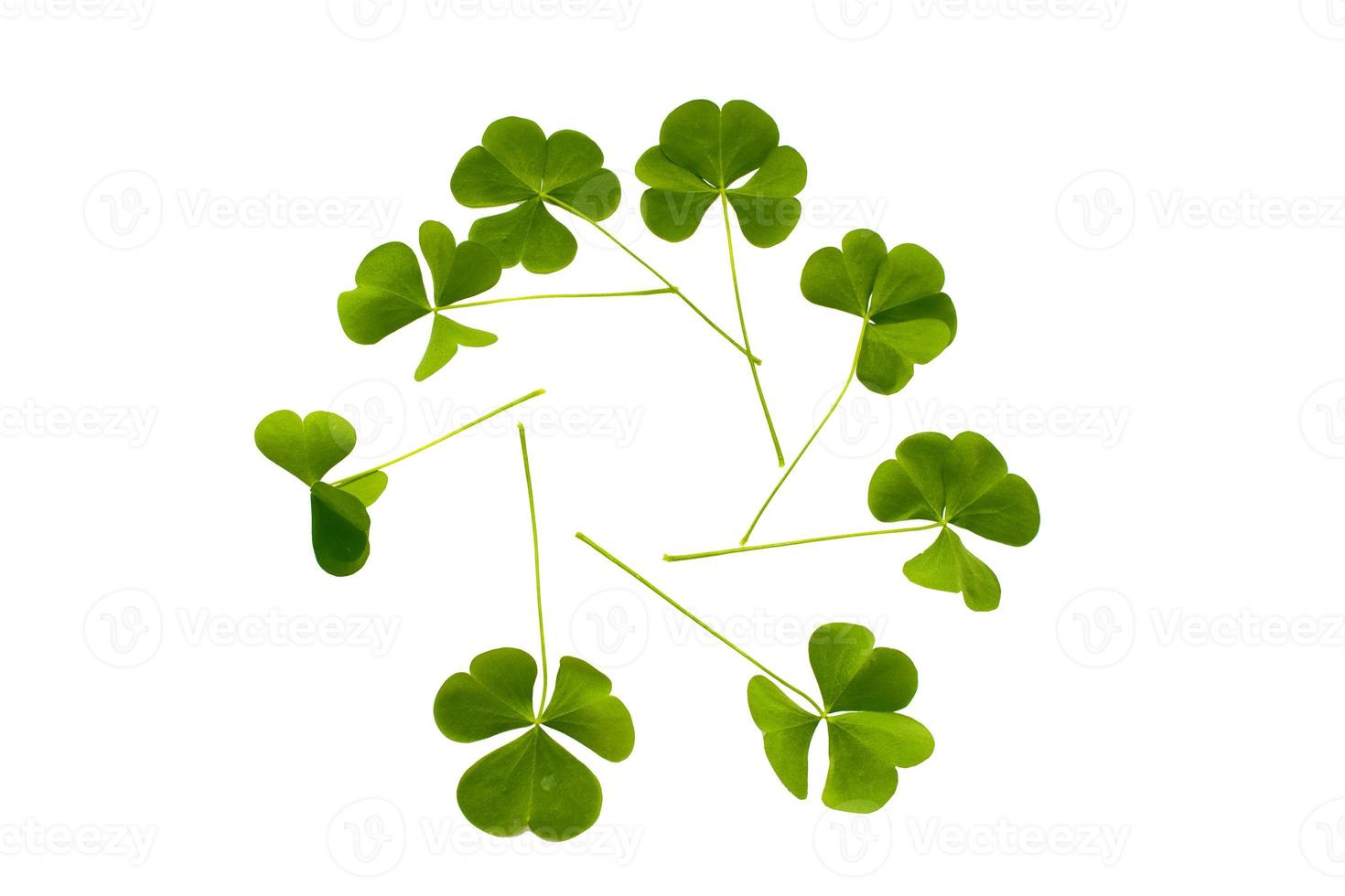 green clover leaves isolated on white background. St.Patrick 's Day photo