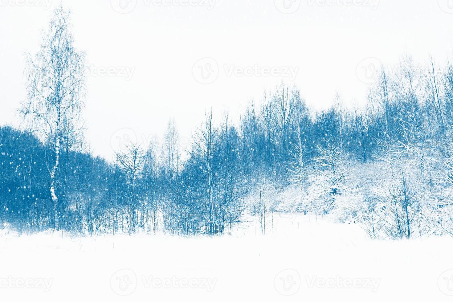 Frozen winter forest with snow covered trees. photo