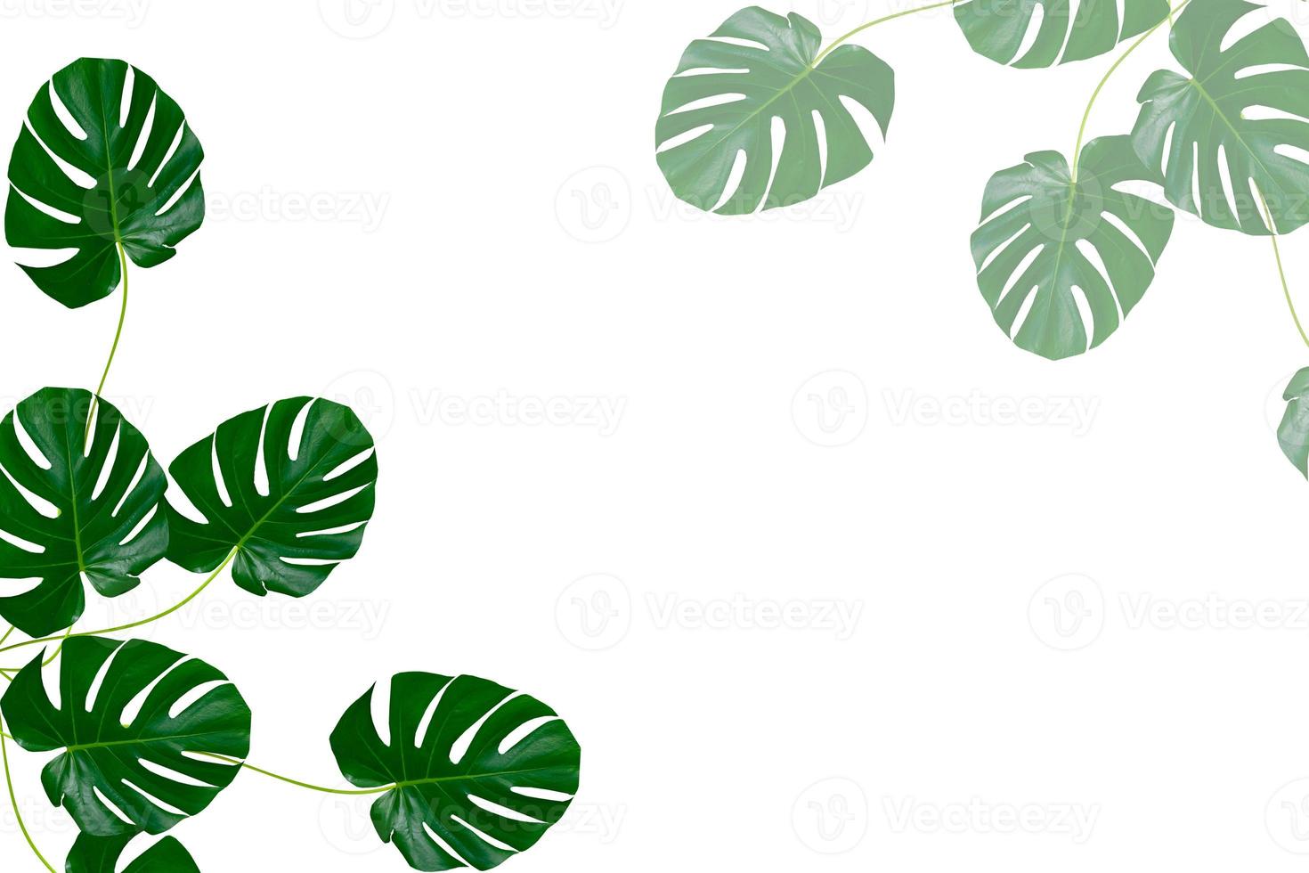 Floral background of green leaves of monsters and ferns photo