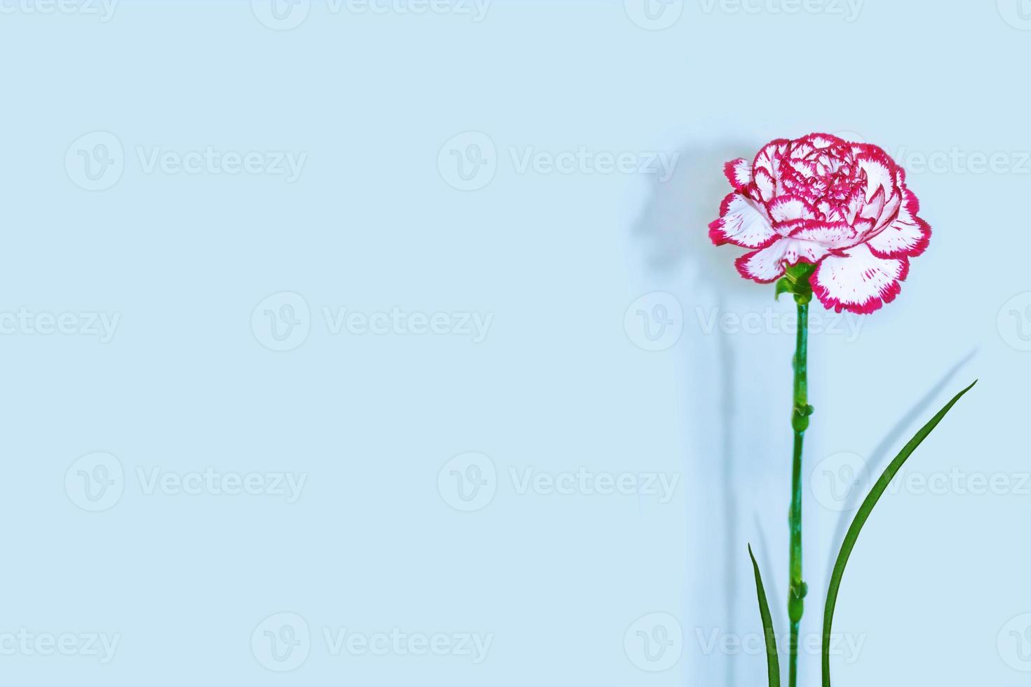 colorful carnation flowers. Floral background. photo