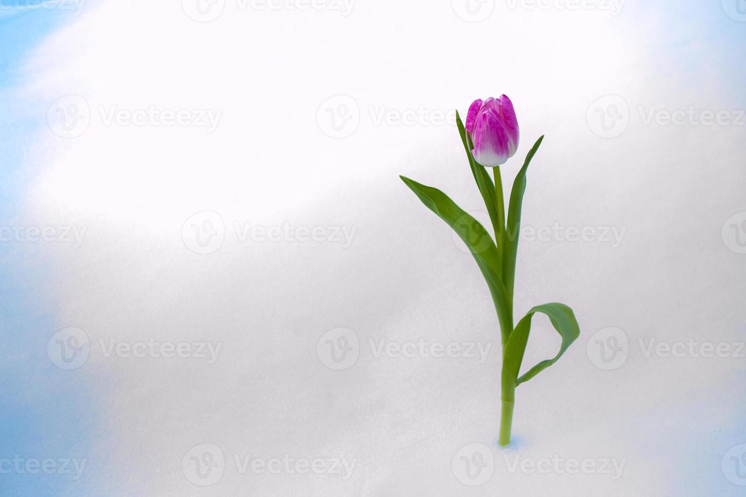 tulip flower growing in snow in early spring garden photo