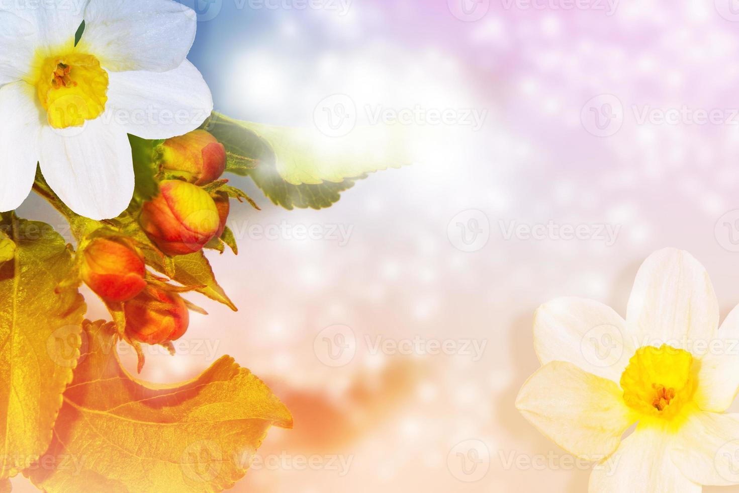 Blossoming branch apple. nature photo
