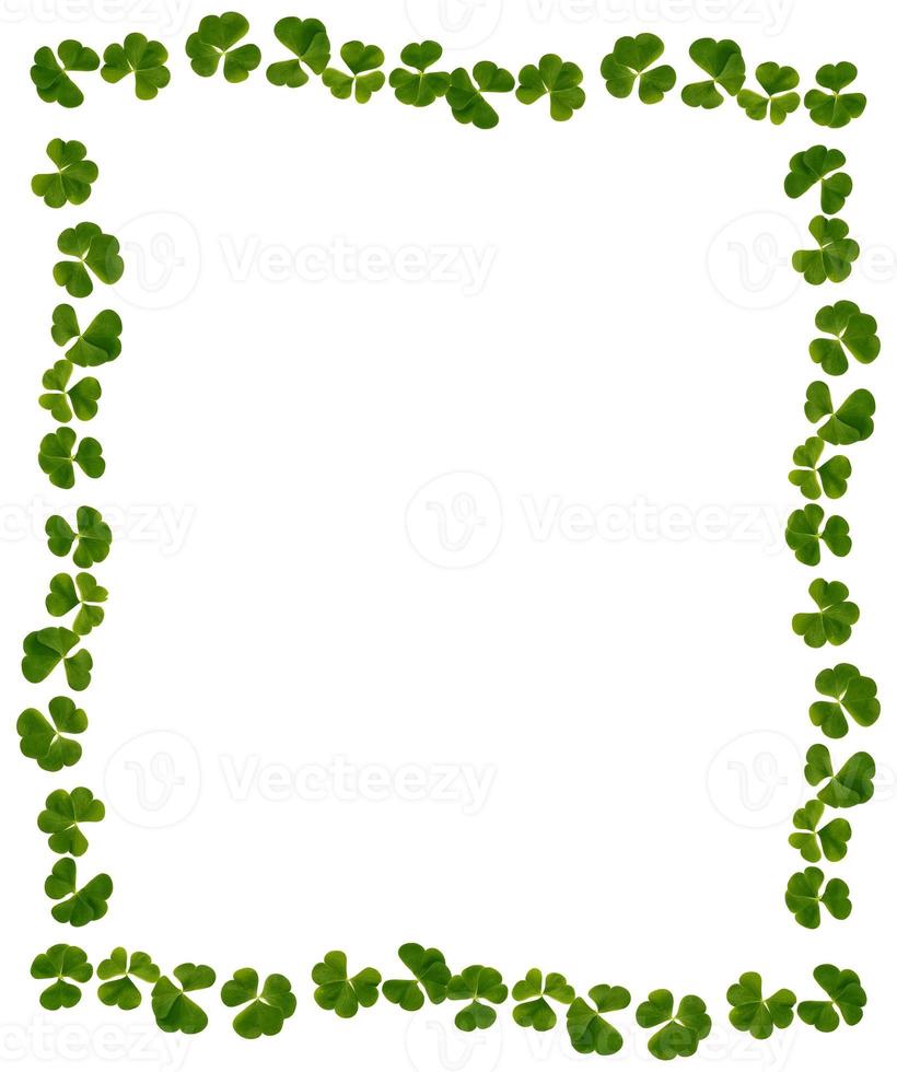 hojas de trébol verde aislado sobre fondo blanco. Día de San Patricio foto