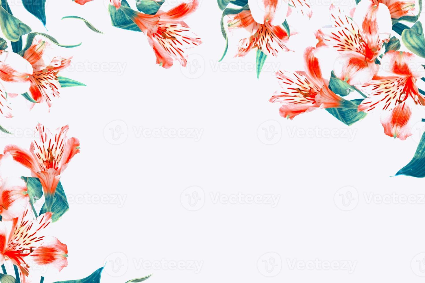 Bright alstroemeria flowers isolated on white background. photo