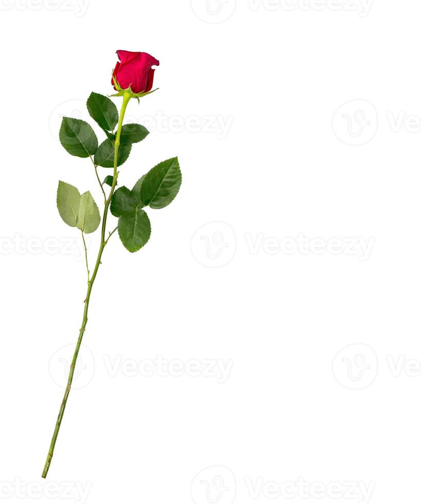 Flower bud roses on a white background photo