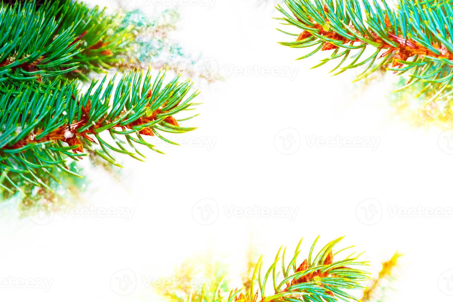 Frozen winter forest with snow covered trees. photo