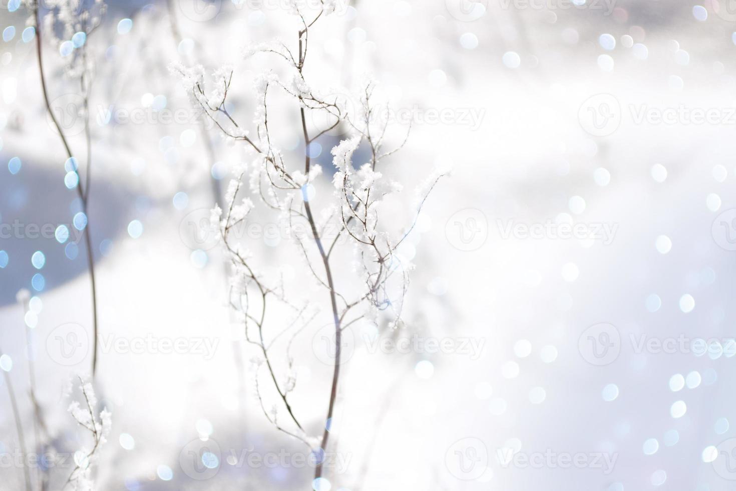 Blurred frozen grass. Winter abstract background. Landscape. photo