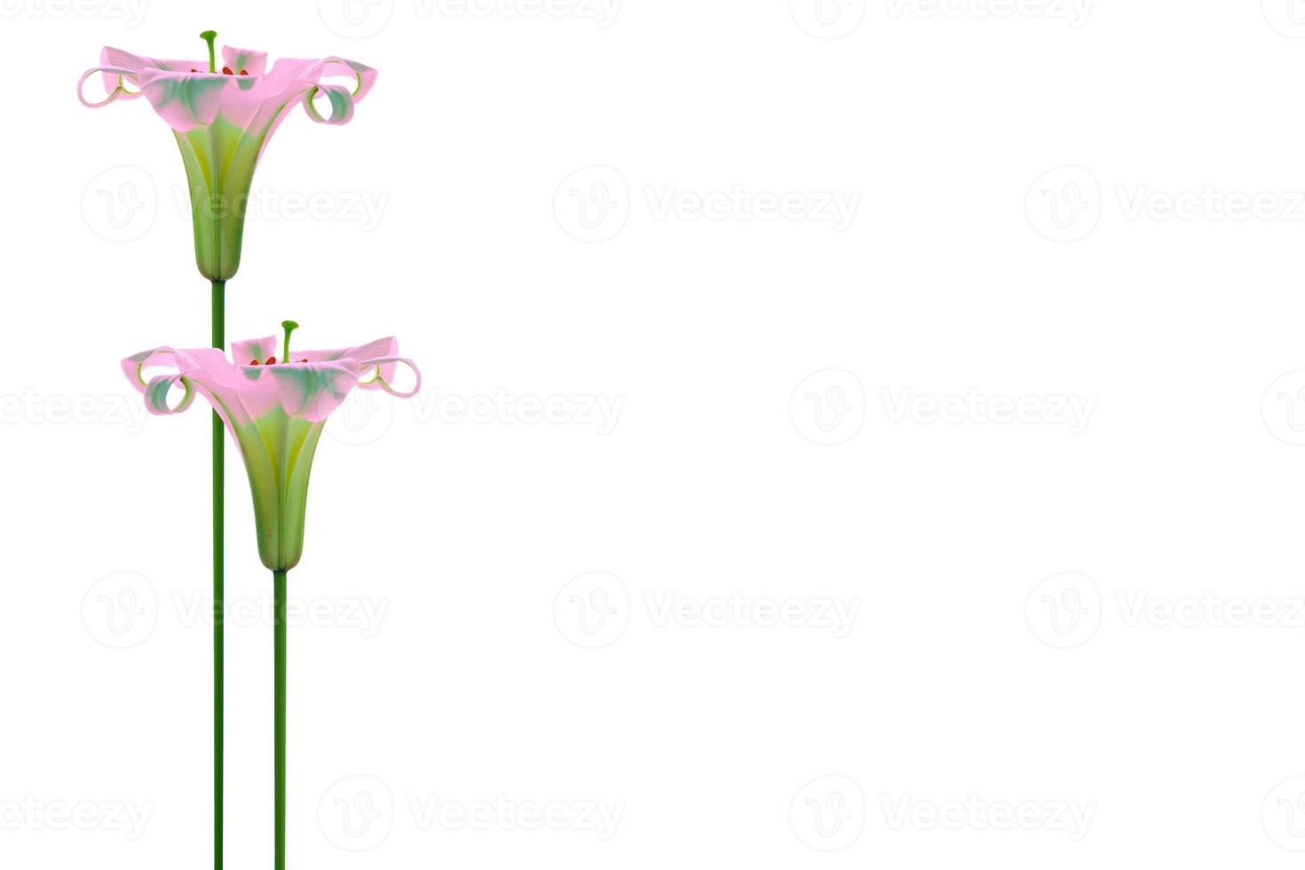 Bright lily flowers isolated on white background. photo