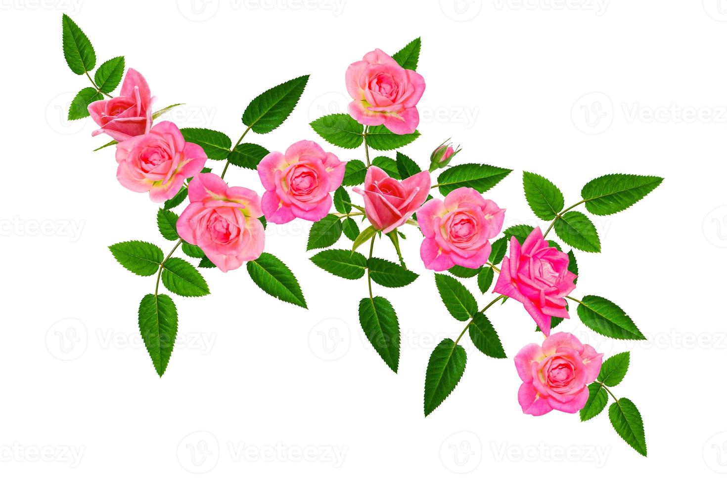 Flower bud roses on a white background photo
