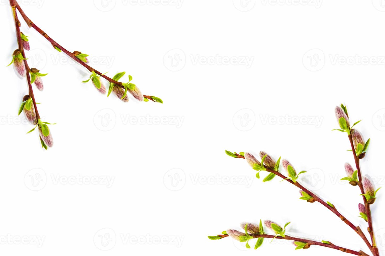 Pussy willow twig isolated on a white background. photo