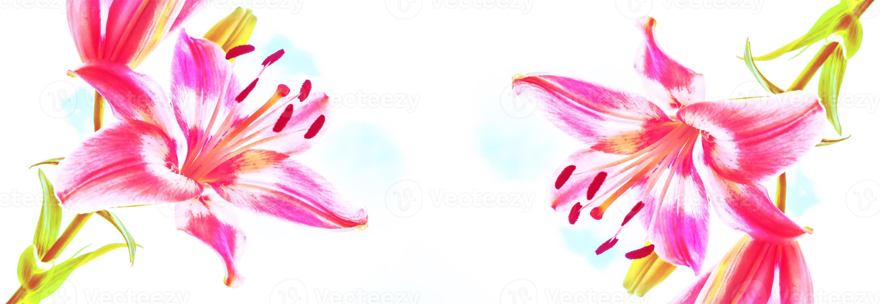 Colorful beautiful flowers lily on the background of the summer landscape. photo