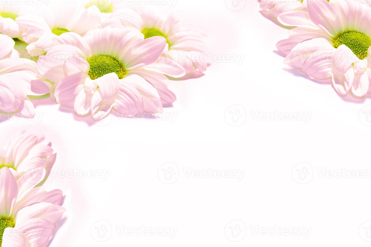 Colorful autumn flowers of chrysanthemum photo
