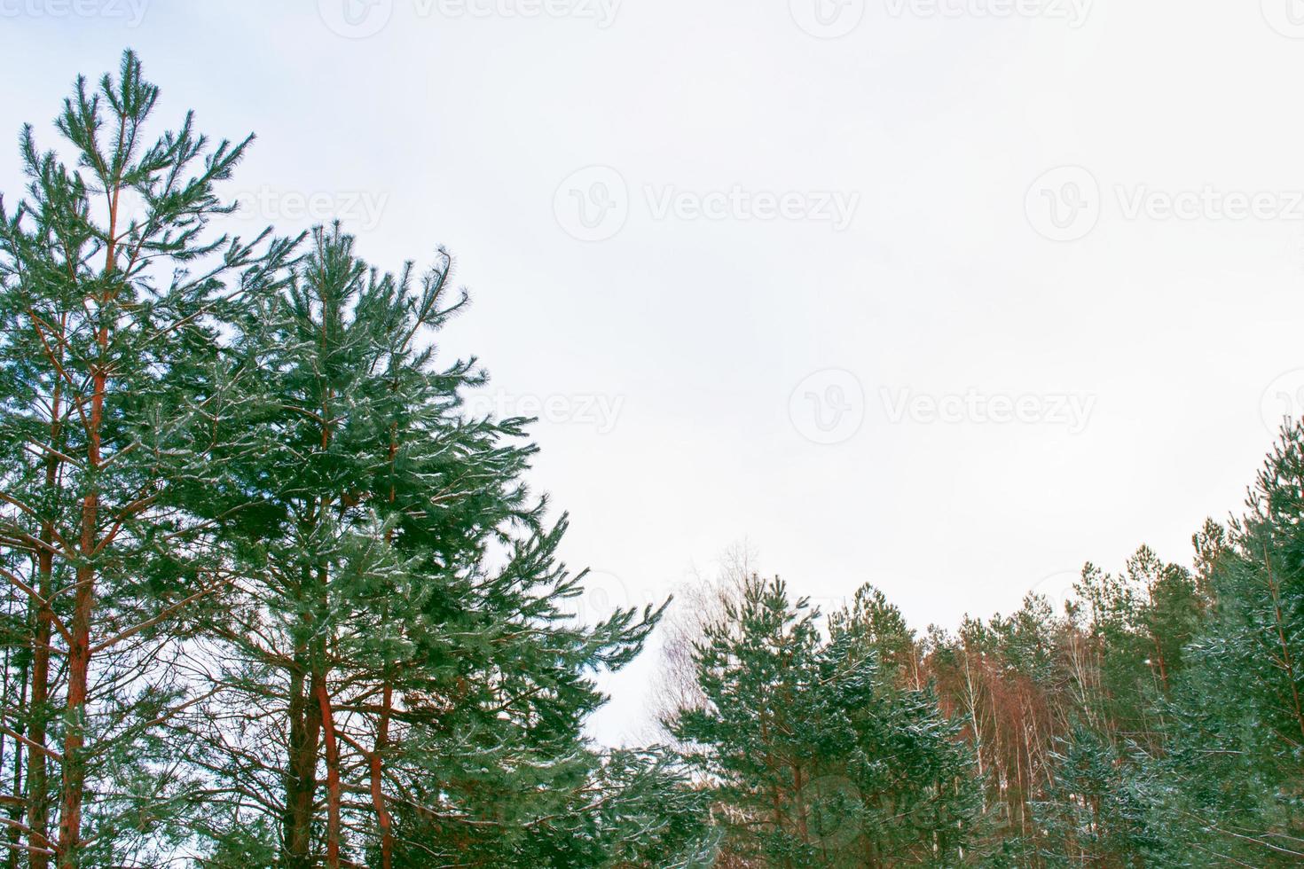 Frozen winter forest with snow covered trees. photo