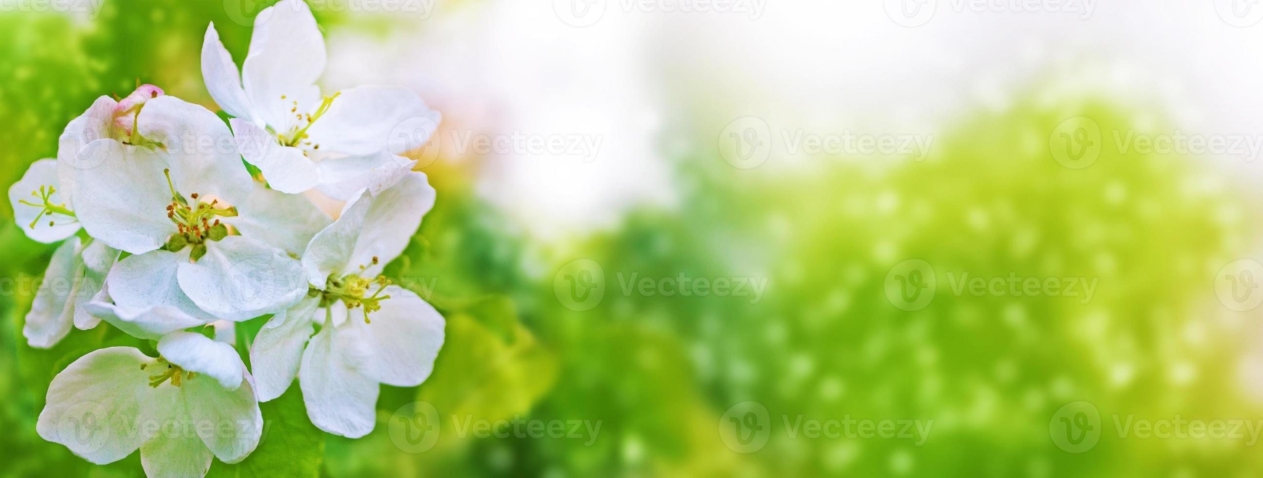Blossoming branch cherry photo