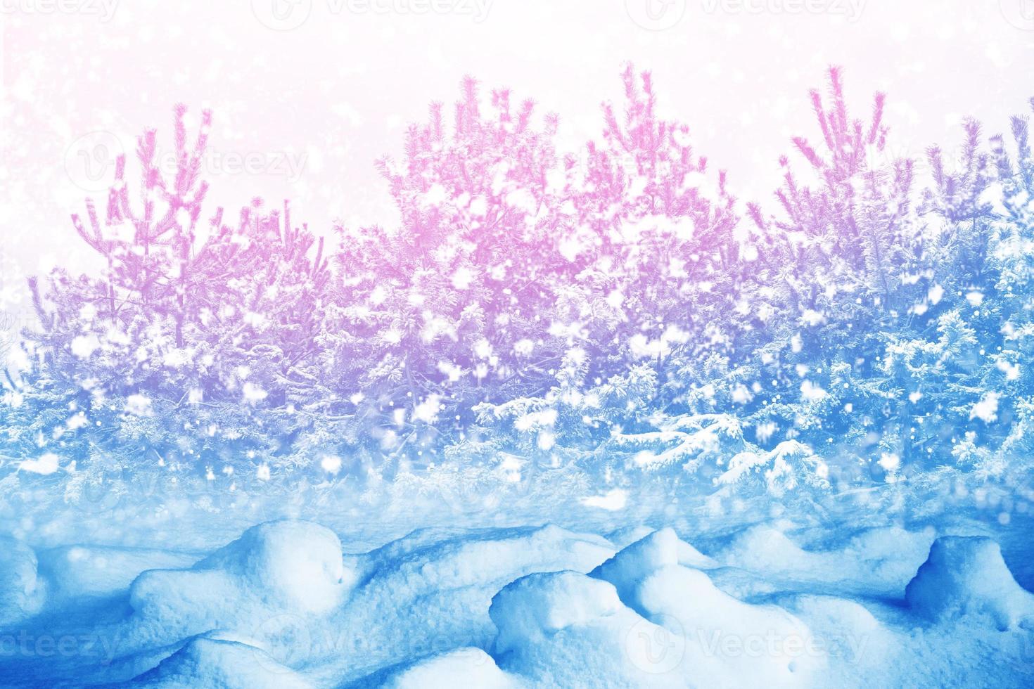 Frozen winter forest with snow covered trees. photo