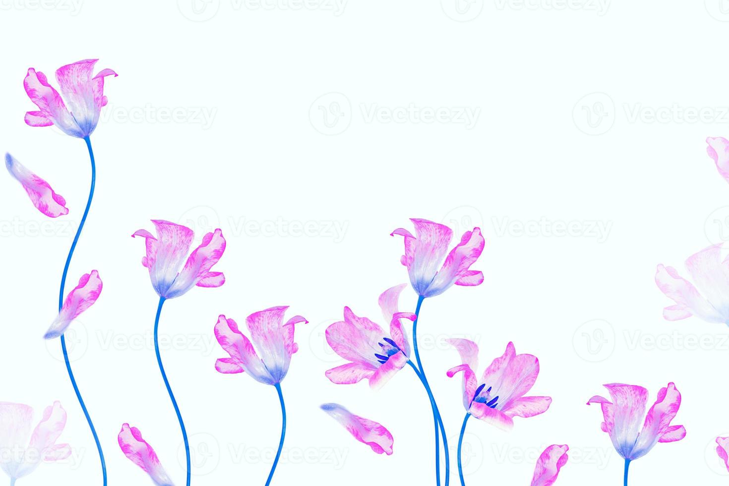 spring colorful flowers tulips. nature photo