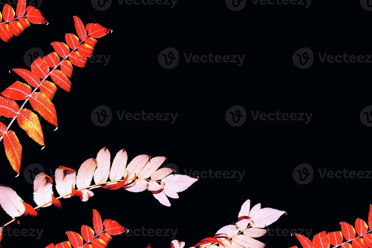 Bright colorful autumn leaves. Nature. photo