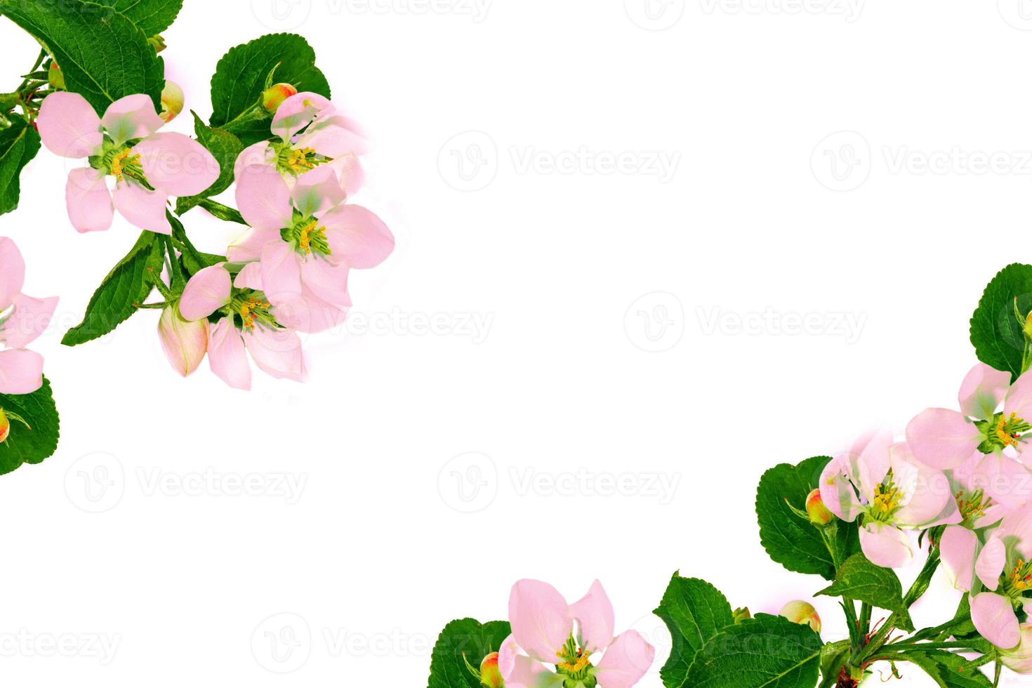 Flowering branch of apple isolated on a white background. photo