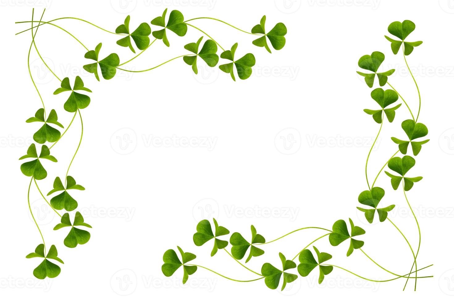 green clover leaves isolated on white background. St.Patrick 's Day photo