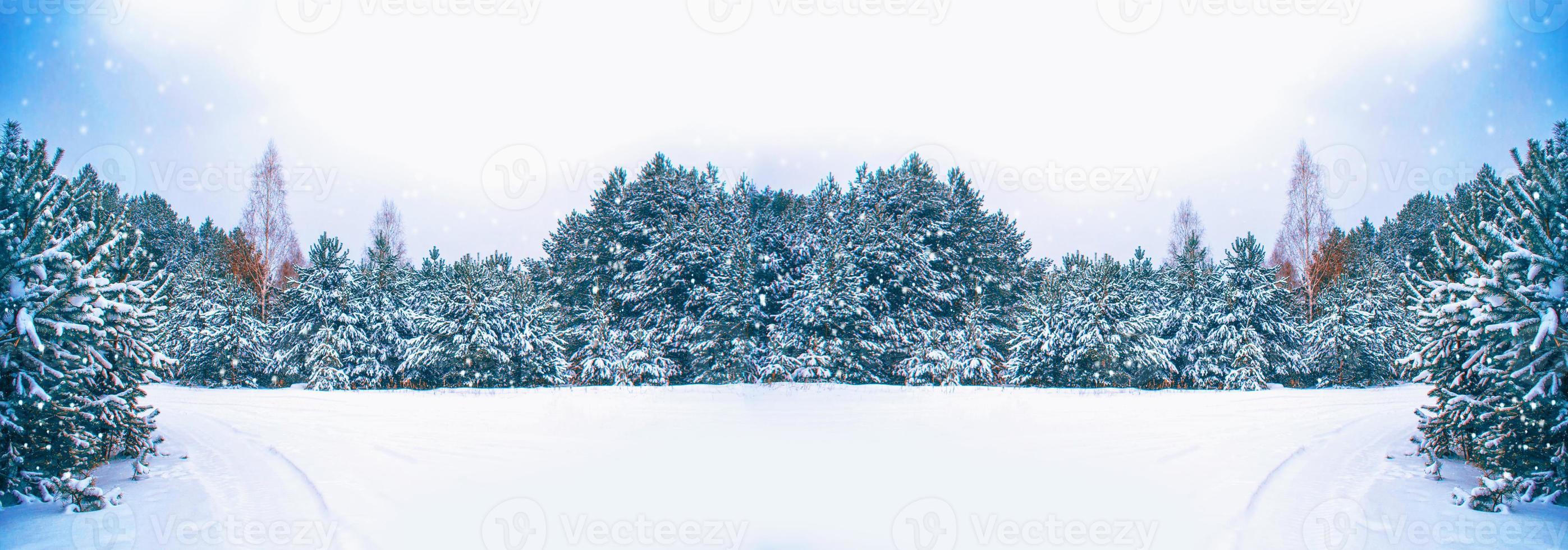 Frozen winter forest with snow covered trees. photo