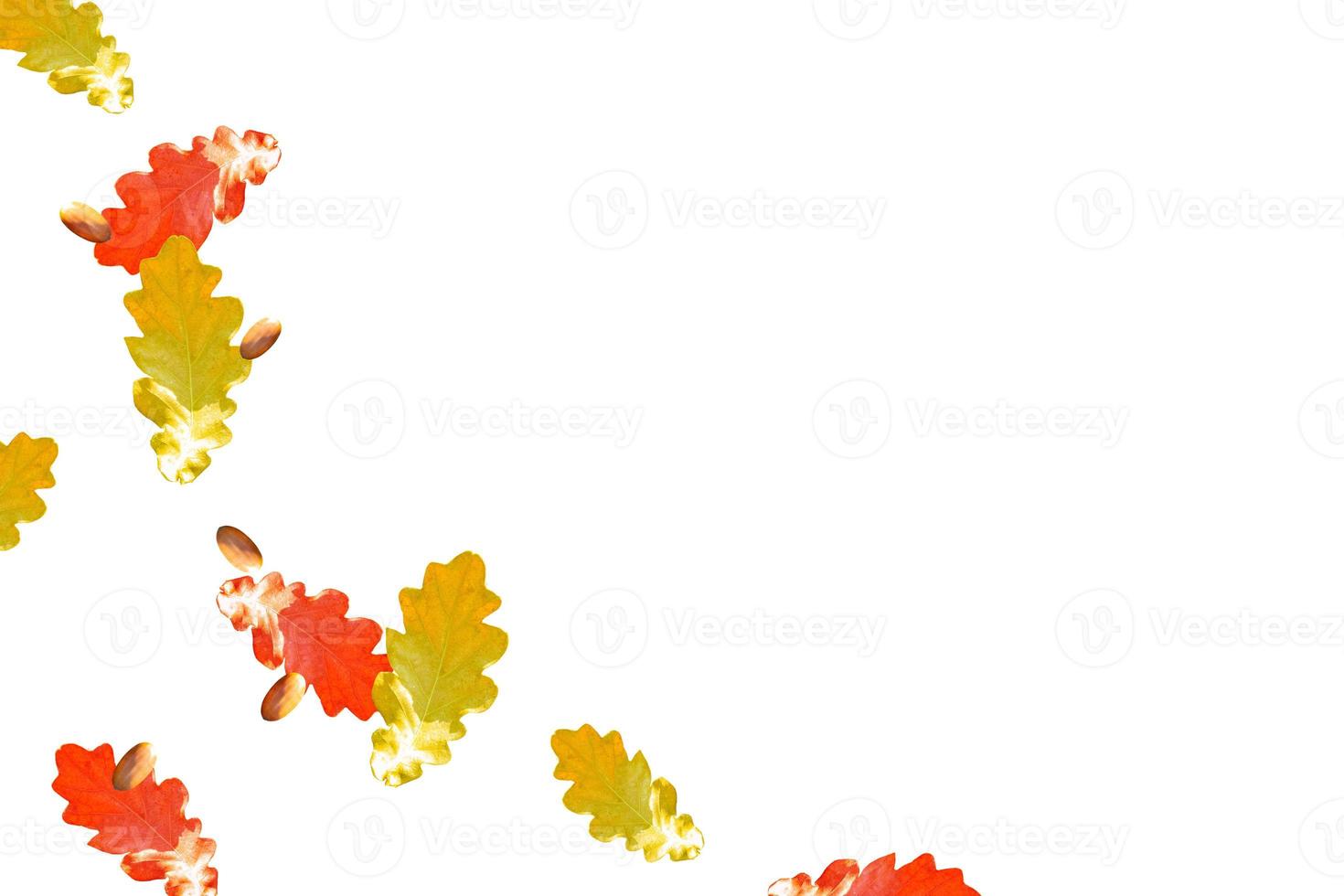 Bright colorful autumn leaves photo