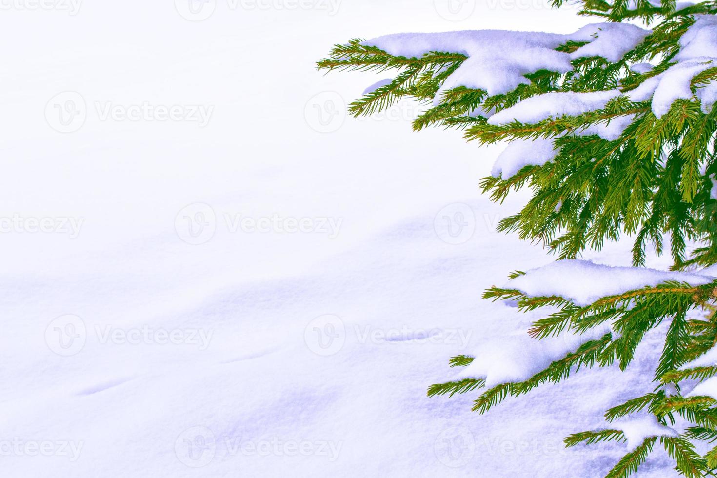 Frozen winter forest with snow covered trees. photo