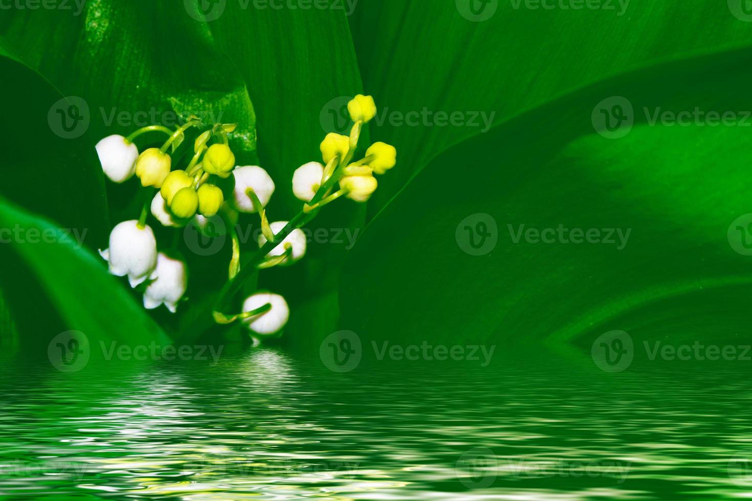 Spring landscape. flowers lily of the valley photo