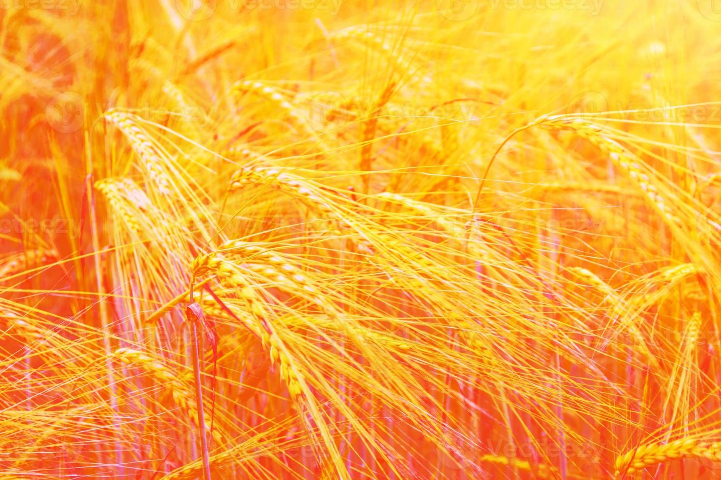wheat field and blue sky photo