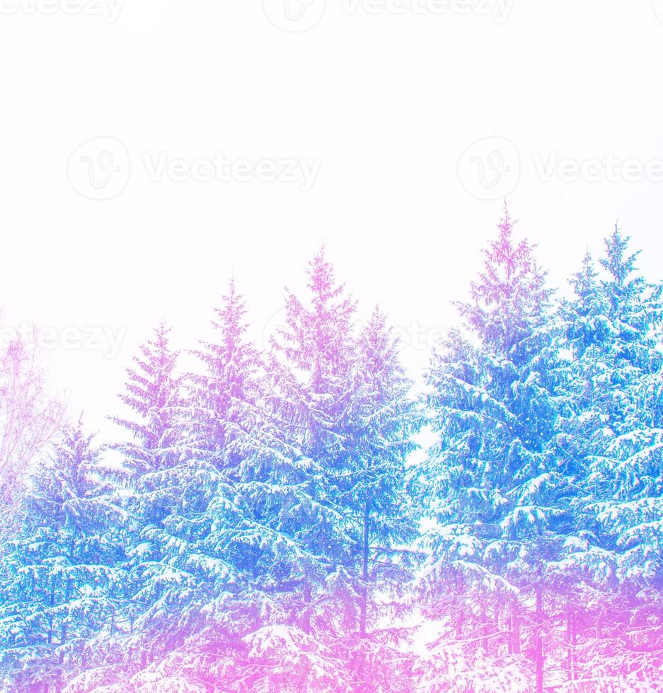 Frozen winter forest with snow covered trees. photo