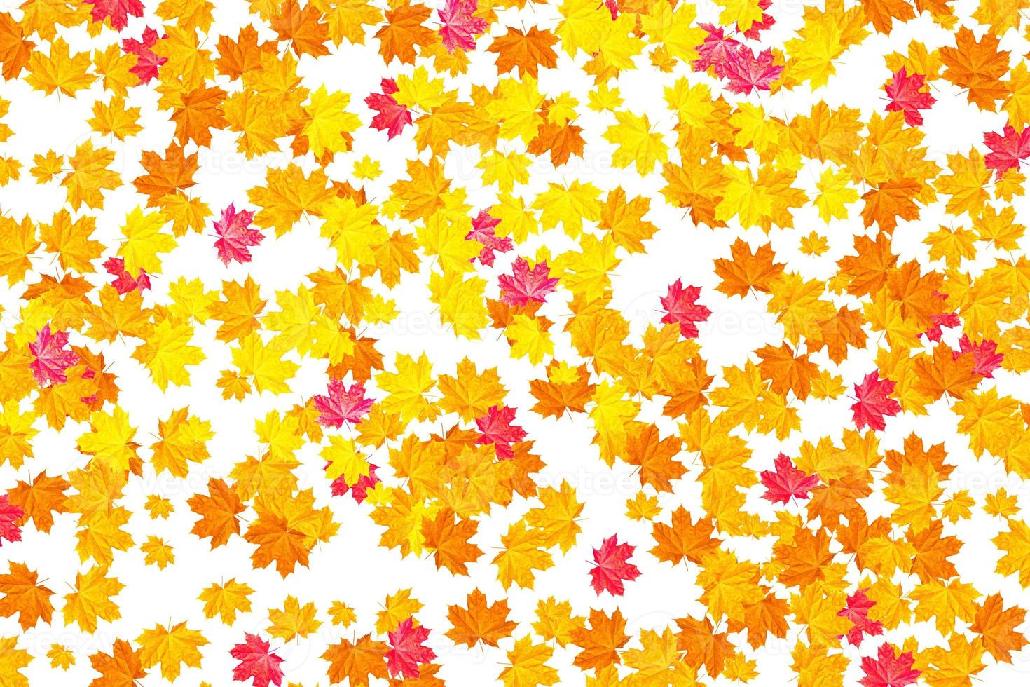 Bright colorful autumn leaves photo