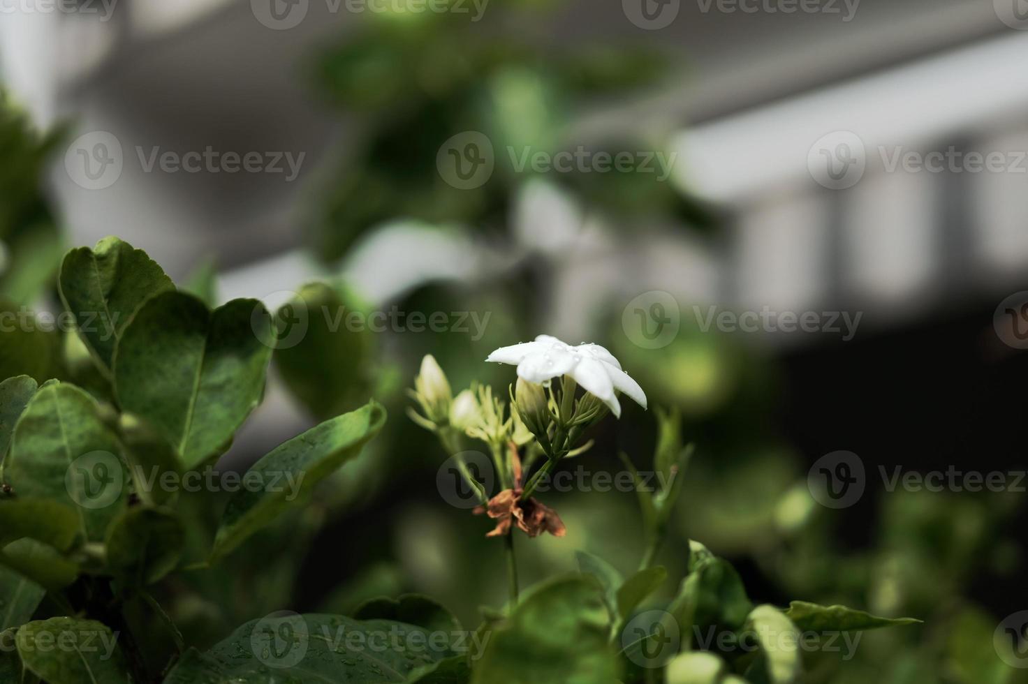 Jasmine flower symbol of Mother's day in Thailand. space for text photo