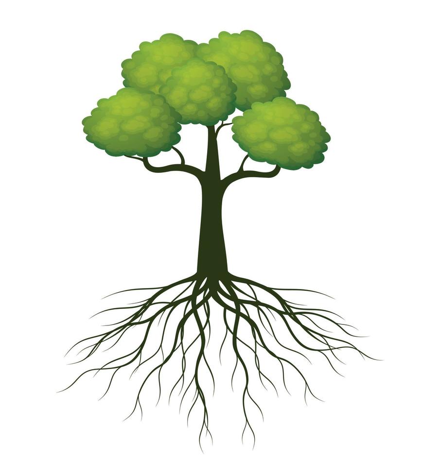 Green spring Tree with Roots. Vector Illustration.