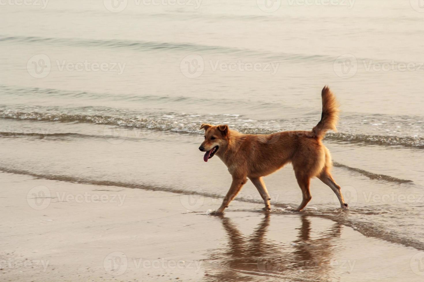 brown dog romps happily and frolicly on the sand as the tidal waves rest against the shores on a clear day with waves. photo