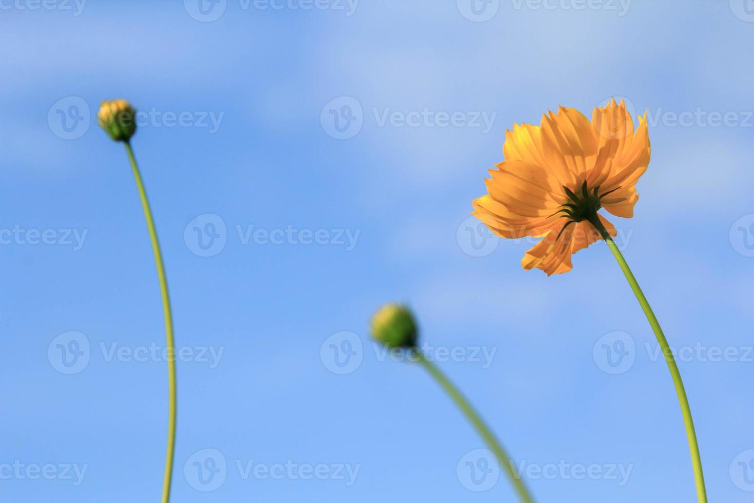 Beautiful yellow cosmos flowers on blue sky background in the  in the farmer's garden. It is planted next to the house and grows naturally beautiful  -bees and insects swarming -nectar and pollen. photo