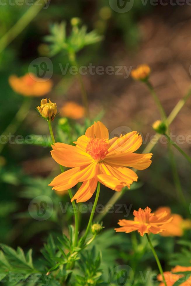 Naturally beautiful yellow cosmos or starburst flowers blooming in the sun on a very hot day. creative nature against the blue sky background photo