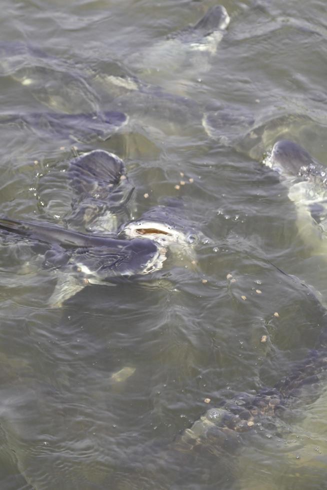 pangasius - compitiendo por la comida en el río, es una gran cantidad de peces que se alimentan para sobrevivir como un pez de agua dulce, un pez sin sabor, un pez de caza para los pescadores que se encuentran en las aguas dulces de tailandia. foto