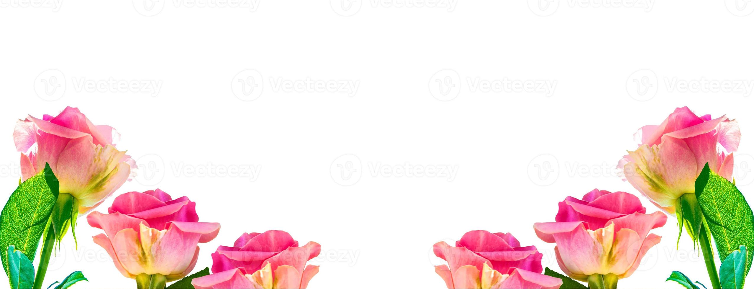 Flower bud roses on a white background photo