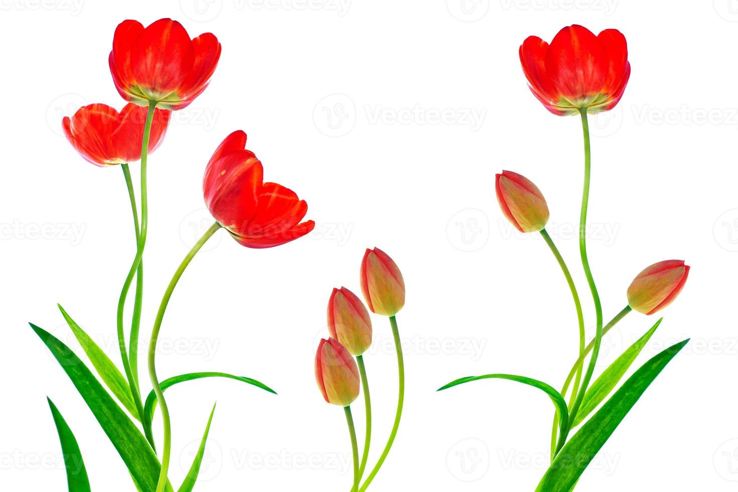 spring colorful flowers tulips photo