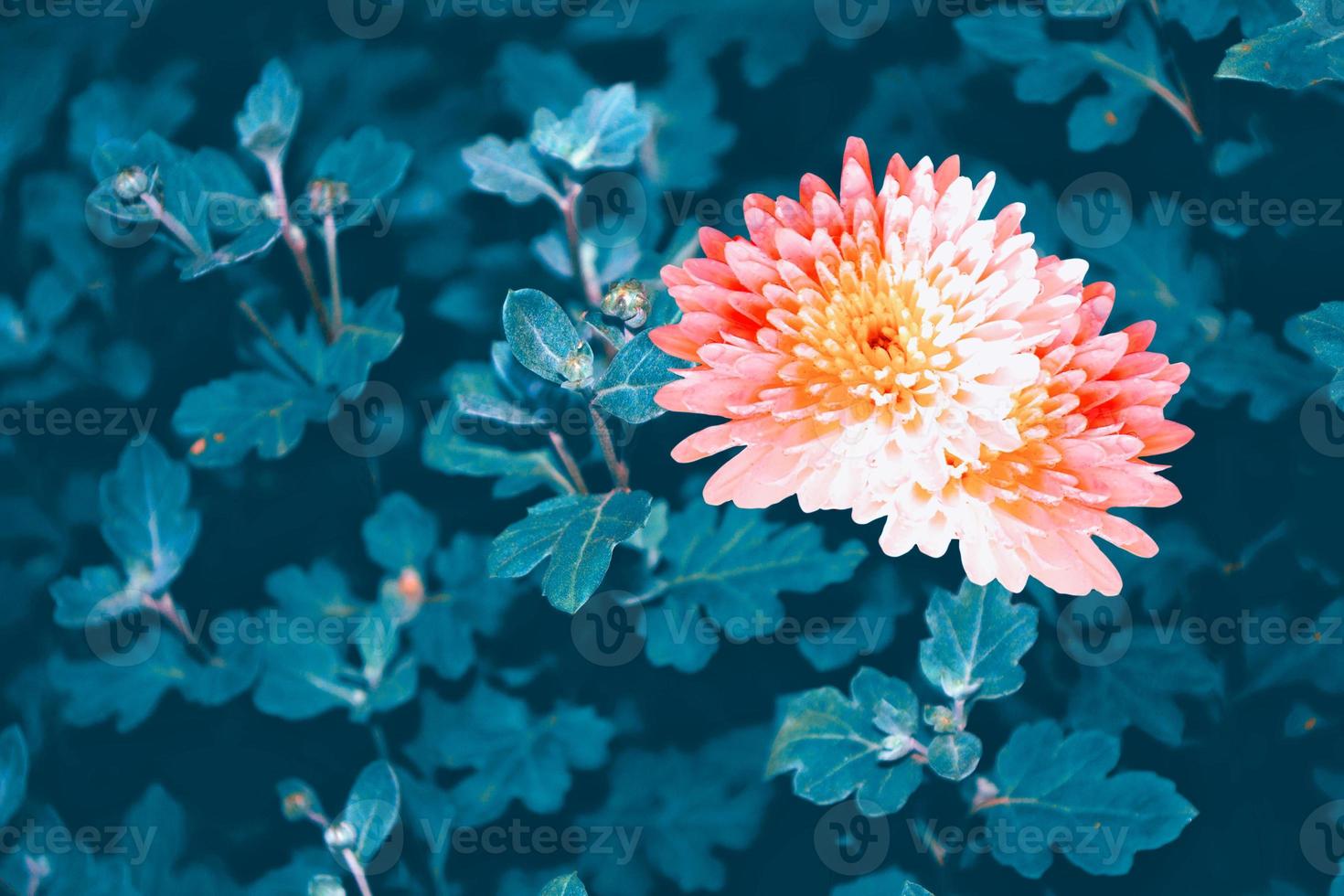 Colorful chrysanthemum flowers on a background of the autumn landscape photo