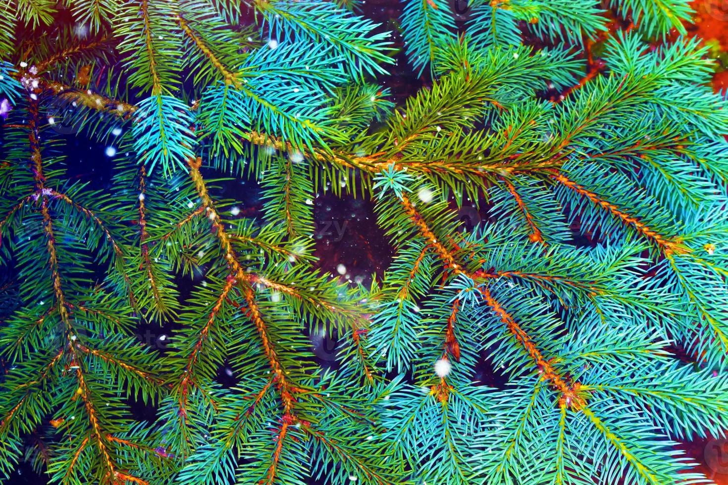 Christmas card with fir branches. photo