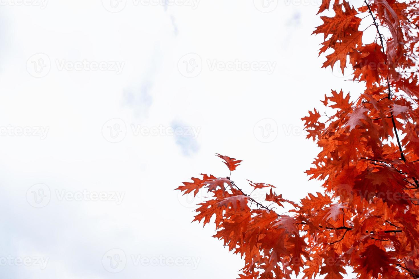 autumn landscape with bright colorful foliage. Indian summer. photo