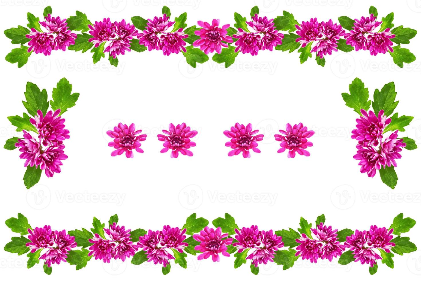 Colorful autumn flowers of chrysanthemum photo