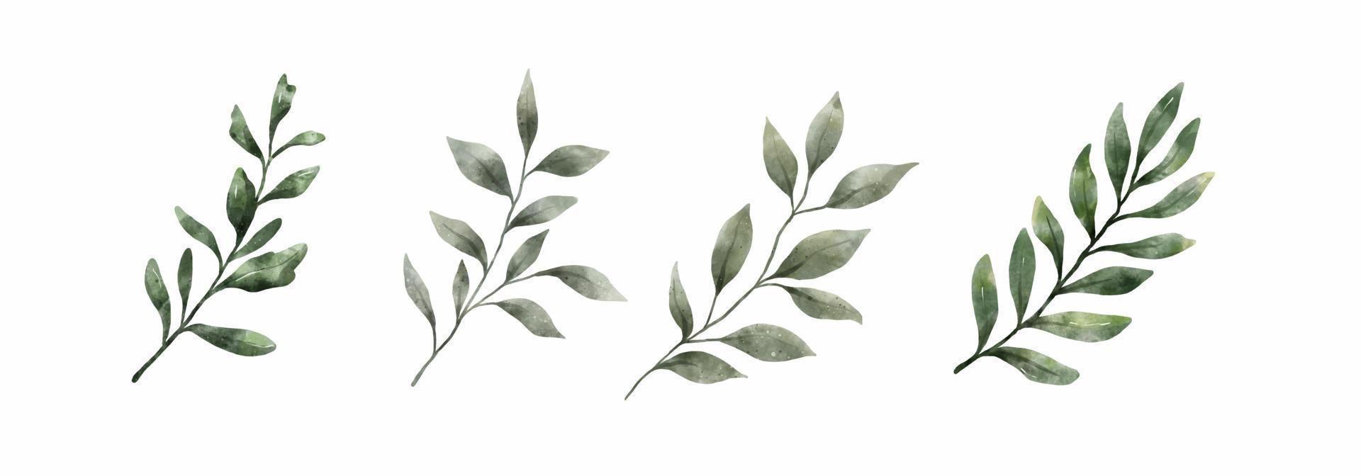 Greenery Leaves Watercolor Hand Drawn. Set of green leaf in watercolor style isolated on white background. Decorative beauty elegant illustration collection for design vector